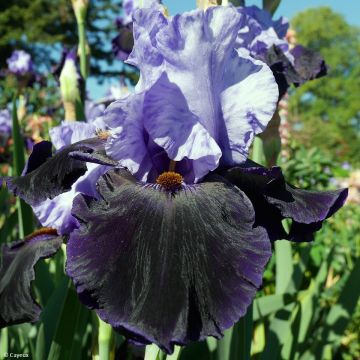 Iris germanica Dangerous Mood - Baardiris