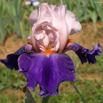 Iris germanica Dating A Royal - Baardiris