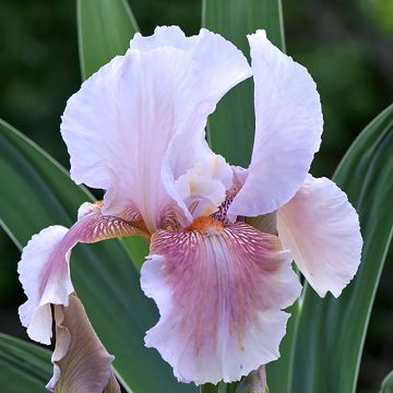 Iris germanica Delicato - Baardiris