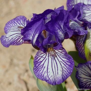 Iris germanica Dinky Circus - Baardiris