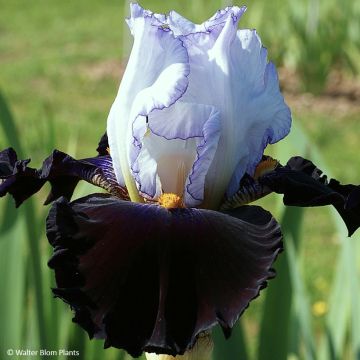 Iris germanica Domino Noir - Baardiris
