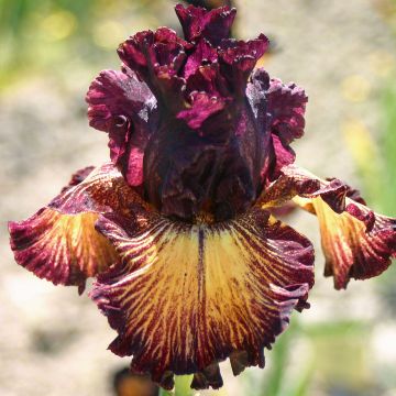 Iris germanica Drama Queen - Baardiris
