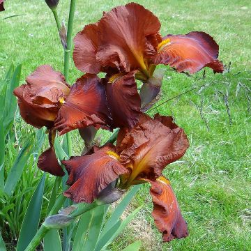 Iris germanica Dutch Chocolate - Baardiris