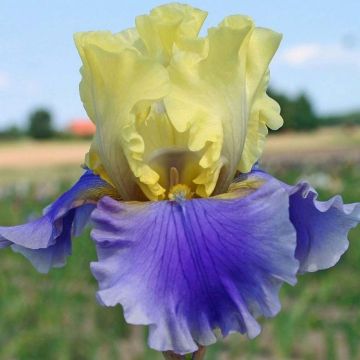 Iris germanica Edith Wolford - Baardiris