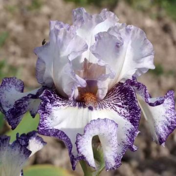 Iris germanica En Pointillés - Baardiris