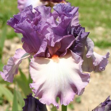 Iris germanica Fashion Statement - Baardiris