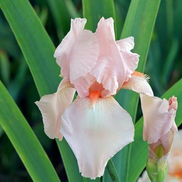 Iris germanica Flamant Rose - Baardiris roze