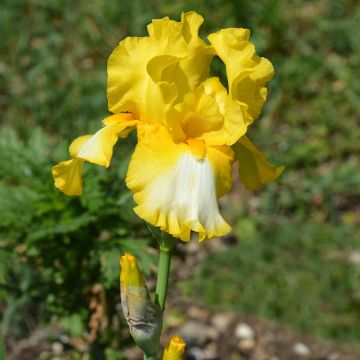 Iris germanica Fringe of Gold - Baardiris