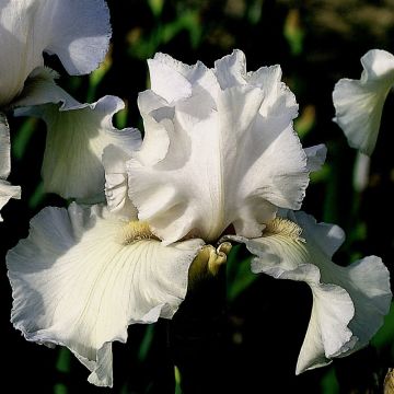 Iris germanica Frison-Roche - Baardiris