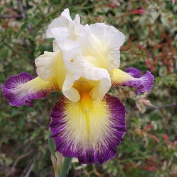 Iris germanica Galopade - Baardiris
