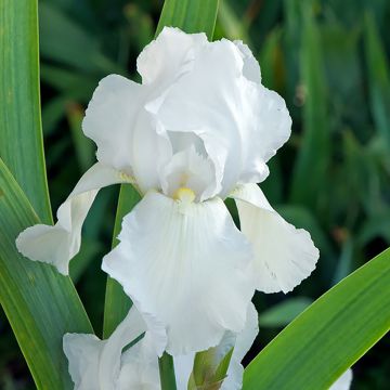 Iris germanica Glacier - Baardiris