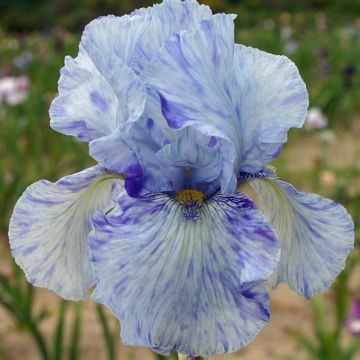 Iris germanica Gnu Blues - Baardiris