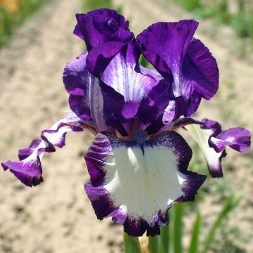 Iris germanica Going My Way - Baardiris