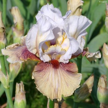 Iris germanica Guatemala - Baardiris