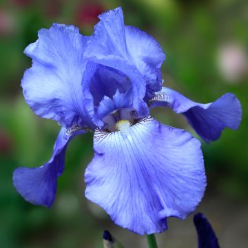 Iris germanica Heure Bleue - Baardiris