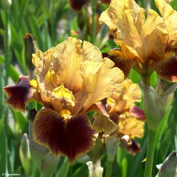 Iris germanica Hissy Fit - Baardiris