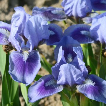 Iris germanica aty Petts - Baardiris Lilliput
