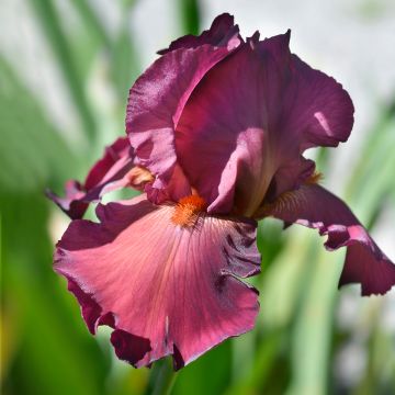 Iris germanica Ruby Mine - Baardiris