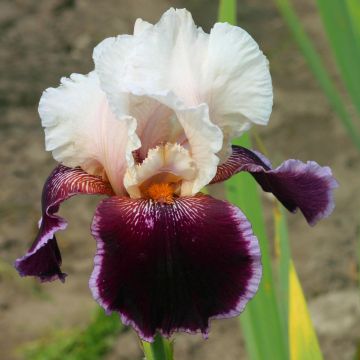 Iris germanica Latin Lady - Baardiris