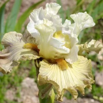 Iris germanica Leonin - Baardiris