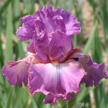 Iris germanica Mallow dramatic - Baardiris
