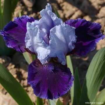 Iris germanica Mariposa Wizard - Baardiris