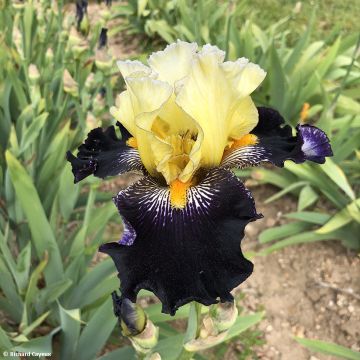 Iris germanica Masque Noir - Baardiris