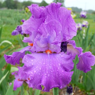 Iris germanica Morning Mail - Baardiris