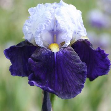 Iris germanica Night Edition - Baardiris
