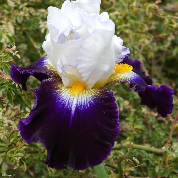 Iris germanica Noctambule - Baardiris