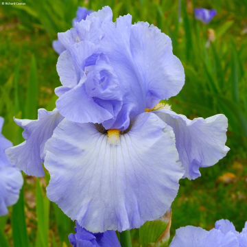 Iris germanica On En Rêve - Baardiris