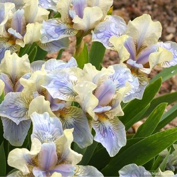 Iris germanica Pastell Ballett - Baardiris Lilliput