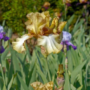 Iris germanica Patina - Baardiris Patina