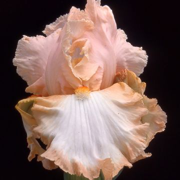 Iris germanica Peach Frost - Baardiris