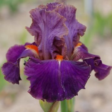 Iris germanica Plaisantin - Baardiris