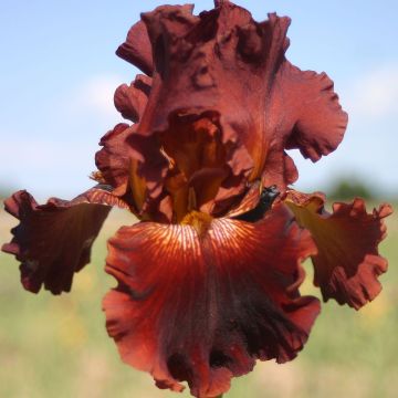 Iris germanica Play with Fire - Baardiris