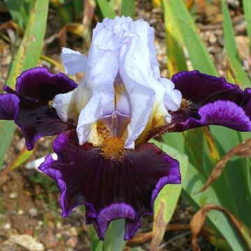 Iris germanica Profond Mystère - Baardiris