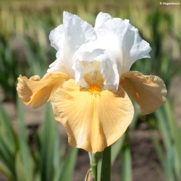 Iris germanica Pumpkin Cheesecake - Baardiris