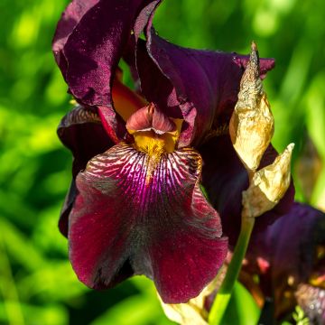 Iris germanica Red Orchid - Baardiris