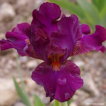 Iris germanica Revved Up Rose - Baardiris