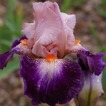 Iris germanica Robe du soir - Baardiris