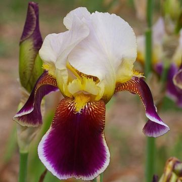 Iris germanica Shah Jehan - Baardiris