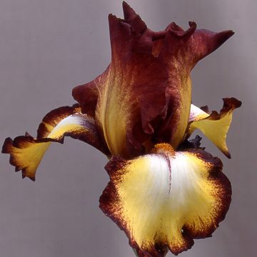 Iris germanica Showcase - Baardiris