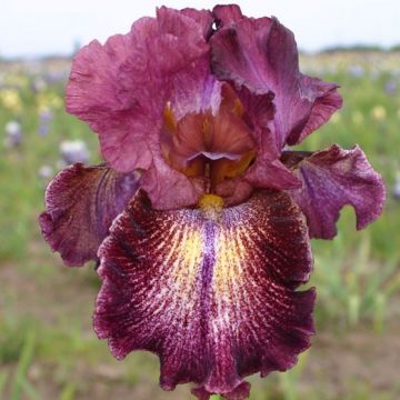Iris germanica Sirop de Framboise - Baardiris