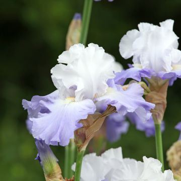 Iris germanica Skylark's Song - Baardiris