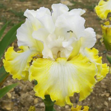 Iris germanica Smiling Faces - Baardiris