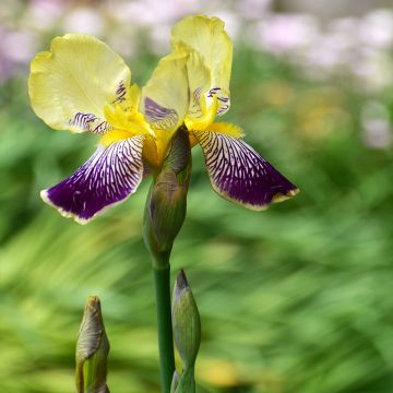 Iris germanica Stellata - Baardiris