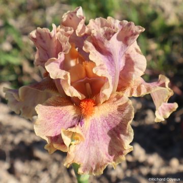 Iris germanica Synergy - Baardiris
