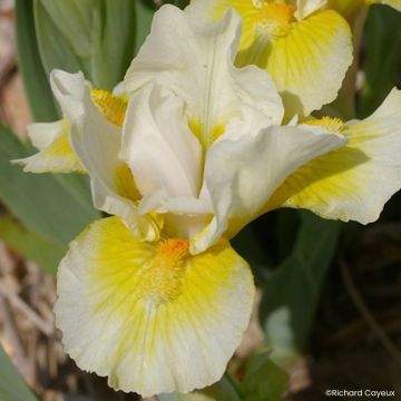 Iris germanica Tingle - Baardiris