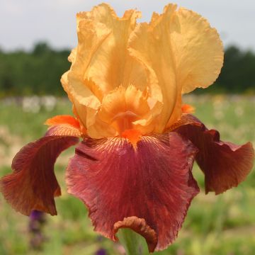 Iris germanica Torero - Baardiris